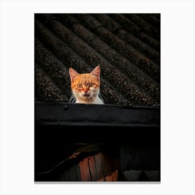Cat On Roof Canvas Print