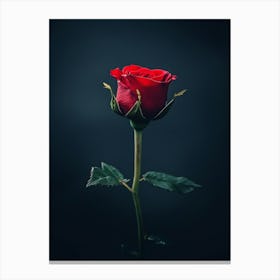 Single Red Rose 2 Canvas Print