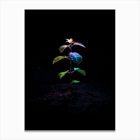 Small Plant In The Dark Canvas Print