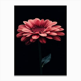 Gerbera Daisy 9 Leinwandbild