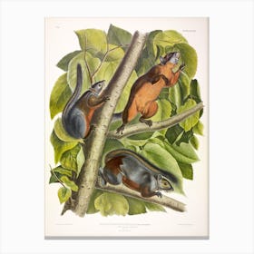 Red Bellied Squirrel, John James Audubon Canvas Print