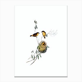 Vintage Buff Rumped Thornbill Bird Illustration on Pure White n.0275 Canvas Print