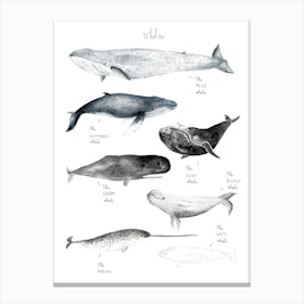 Whales Canvas Print