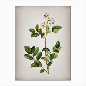Vintage Andromeda Mariana Branch Botanical on Parchment Canvas Print