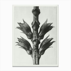 Virginian False Dragon Head (1928), Karl Blossfeldt Canvas Print