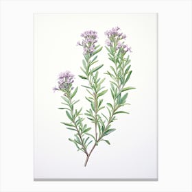 Thyme Vintage Botanical Herbs 4 Canvas Print