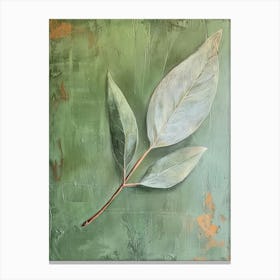 Eucalyptus Leaf 1 Canvas Print