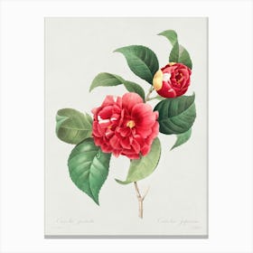 Choice Of The Most Beautiful Flowers And The Most Beautiful Fruits, Pierre Joseph Redoute Canvas Print