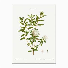 Bog Labrador Tea, Pierre Joseph Redoute Canvas Print