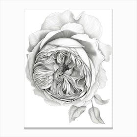 Roses Sketch 4 Canvas Print