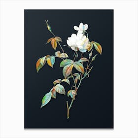 Vintage White Bengal Rose Botanical Watercolor Illustration on Dark Teal Blue n.0001 Canvas Print