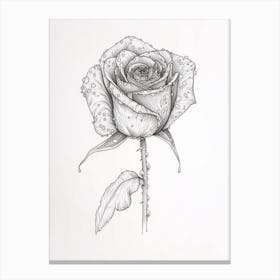 English Rose Dew Line Drawing 1 Canvas Print