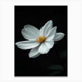 White Flower In The Dark 5 Canvas Print