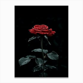 Dark Rose 120 Canvas Print