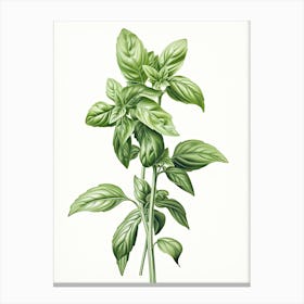 Basil Vintage Botanical Herbs 1 Canvas Print