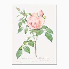 Rosa Indica, Pierre Joseph Redouté Canvas Print