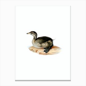 Vintage Young Horned Grebe Bird Illustration on Pure White Canvas Print