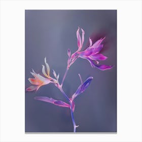 Iridescent Flower Kangaroo Paw 1 Canvas Print