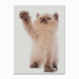 Pawing Kitten Canvas Print