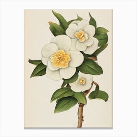 Camellia Vintage Botanical Flower Canvas Print