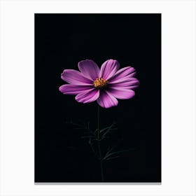 Purple Cosmos Flower 2 Canvas Print