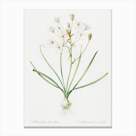 Ornithogalum Umbellatum Illustration From Les Liliacée, Pierre Joseph Redouté Canvas Print