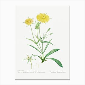 Mesembryanthemum Helianthoides, Pierre Joseph Redoute Canvas Print