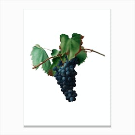 Vintage Grape Vine Botanical Illustration on Pure White n.0252 Canvas Print