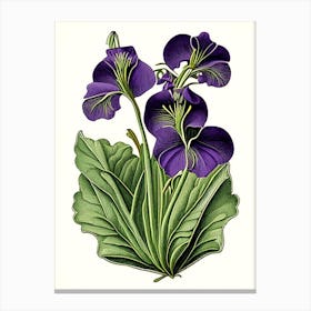 Marsh Violet Wildflower Vintage Botanical 1 Canvas Print