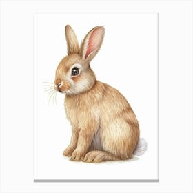 Polish Rex Rabbit Kids Illustration 4 Canvas Print
