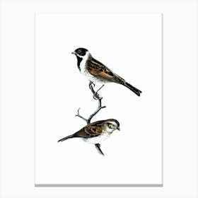 Vintage Reed Bunting Bird Illustration on Pure White n.0216 Canvas Print
