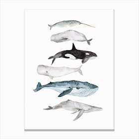 Sea Life Whales Canvas Print