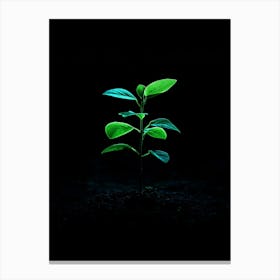 Small Green Plant In The Dark Canvas Print