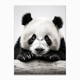 Black And White Photograph Of A Panda Canvas Print