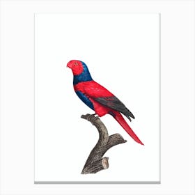 Vintage Violet-necked lory Illustration on Pure White Canvas Print
