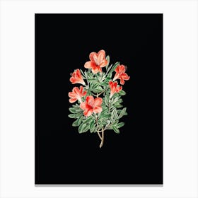 Vintage Brick Red Chinese Azalea Botanical Illustration on Solid Black n.0317 Canvas Print