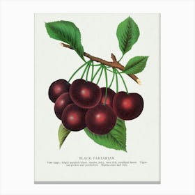 Vintage Botanical Art Print _2697925 Canvas Print