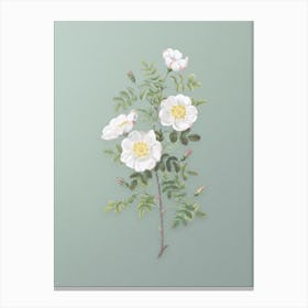 Vintage White Burnet Roses Botanical Art on Mint Green Canvas Print