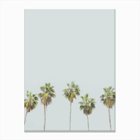 Palm Trees  2 Canvas Print