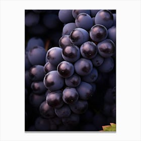 Black Grapes 6 Canvas Print