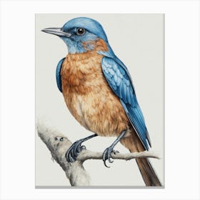 Bluebird Canvas Print