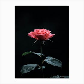 Rose On A Black Background 18 Canvas Print