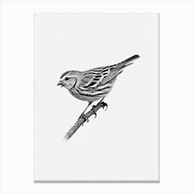 Yellowhammer B&W Pencil Drawing Bird Canvas Print