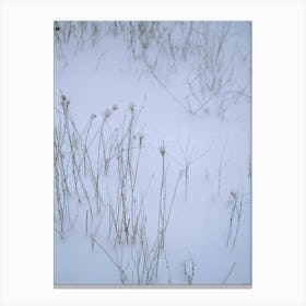 Snowy Stems Canvas Print