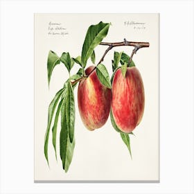 Two Peaches On A Branch Canvas Print