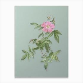 Vintage Pink Boursault Rose Botanical Art on Mint Green n.0895 Canvas Print