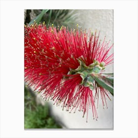 Red Wattle Flower Canvas Print