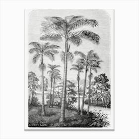 Vintage Palm Tree Art Print _2643184 Canvas Print