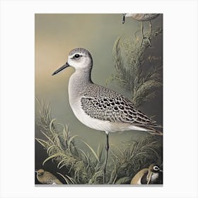 Grey Plover Haeckel Style Vintage Illustration Bird Canvas Print