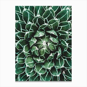 Green Cactus Heart Canvas Print